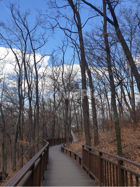 길,road,난간,갈림길,나무,tree,sky,하늘,산책로,bridge,다리,boardwalk