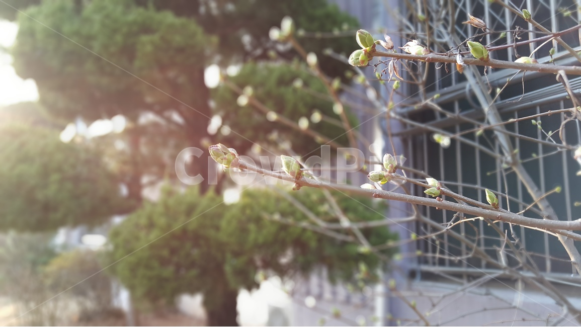 새싹,봄,나무,동네,봄볕,따스함,감성,spring,emotion,계절,season,나무가지,봄,계절,spring,season,식물,자연,plants,nature,plant