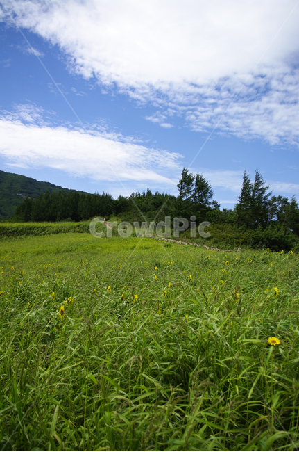 꽃밭,해바라기,식물,flower,풍경,하늘,구름,자연,풍경,nature,landscape,outdoors,옥외,grassland,목초지,field,들