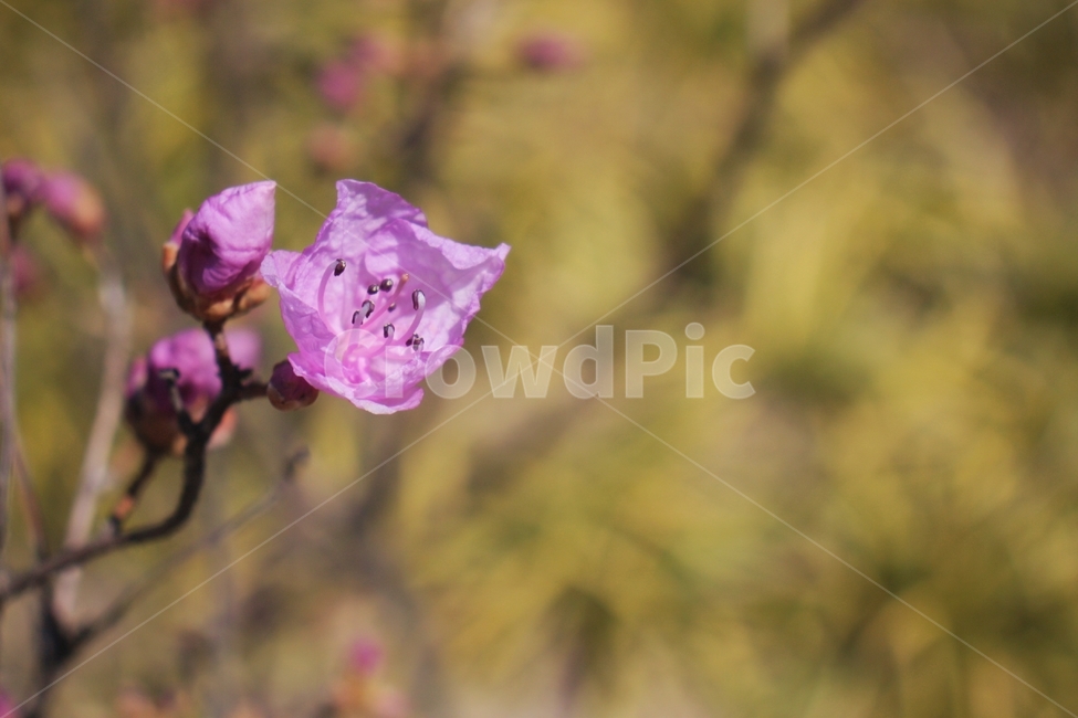 plant,식물,flower,꽃,blossom,진달래