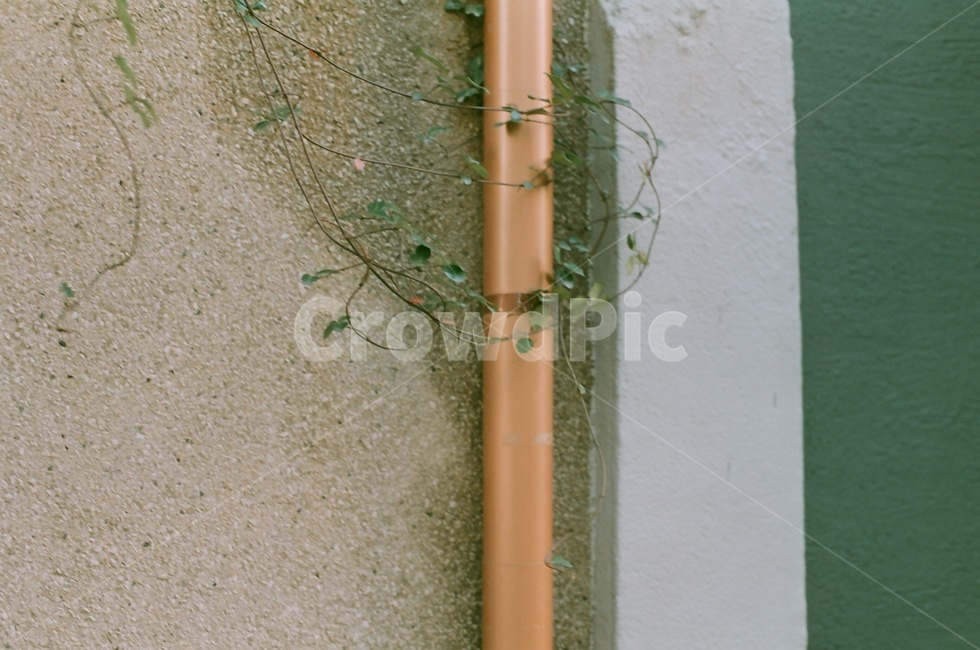 감성,로즈골드,빈티지,필름,벽,휴식,힐링,식물,자연,plants,nature