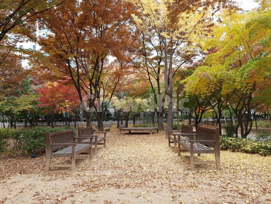 tree,나무,plant,식물,가을,가을,계절,fall,autumn,season,furniture,가구