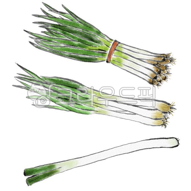 대파, 파, greenonion, 음식, 농산물, 사진,이미지,일러스트,캘리그라피 - 안갱작가