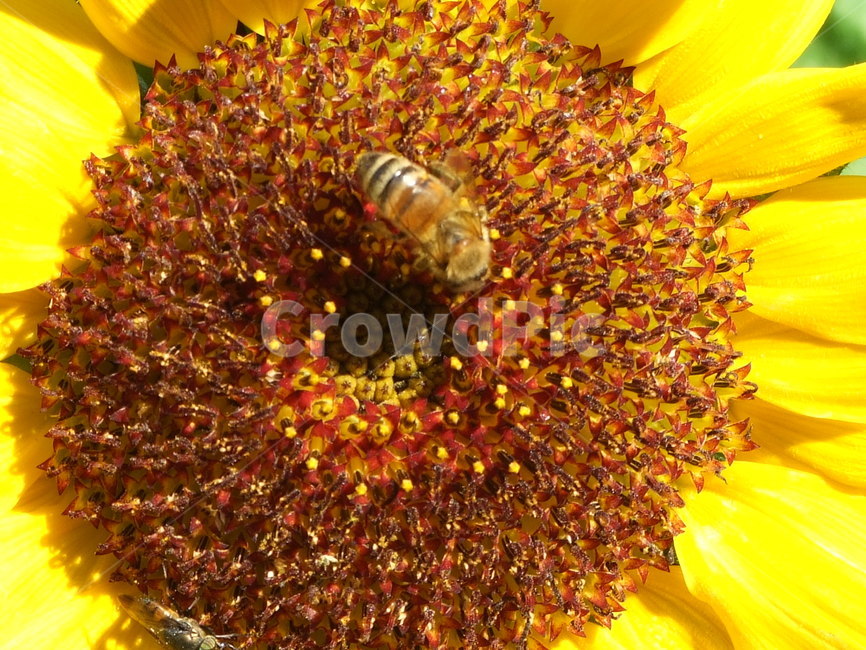 꽃,곤충,식물,여름,summer,식물,자연,plants,nature,꽃,flower,동물,animal,곤충,벌레,insect,bug