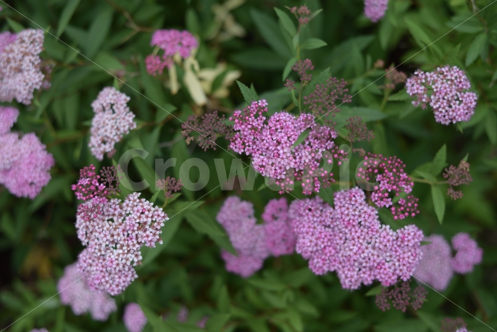 꽃,식물,자연,풍경,여름,수국,flower,자연풍경,식물,자연,plants,nature,꽃,flower