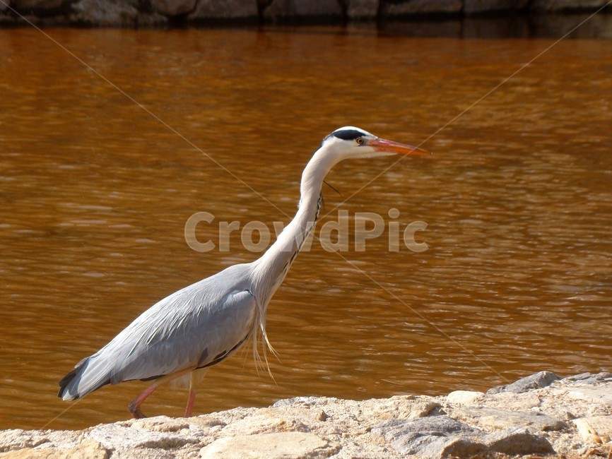 학,조류,새,bird,왜가리,동물,animal,조류,새,birds