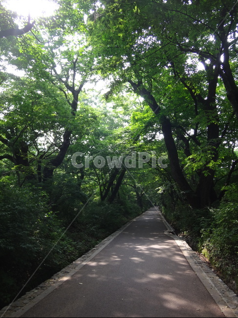 산속,숲속,도로,등산로,숲길,자연,풍경,nature,landscape,road