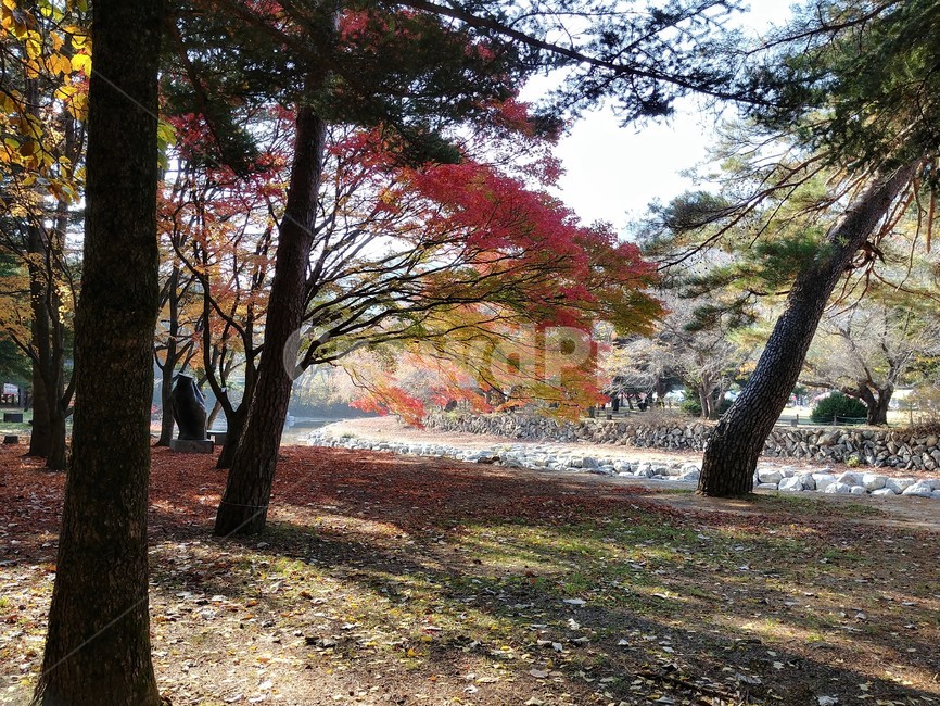 단풍,가을,가을단풍,단풍나무,나무,산,자연,fall,autumn,season,가을,계절,fall,autumn,season,tree,plant,식물,tree trunk,나무 줄기