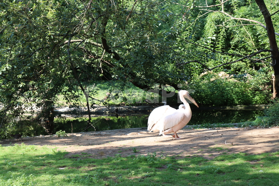 bird,새,animal,펠리칸,동물,동물,animal,조류,새,birds