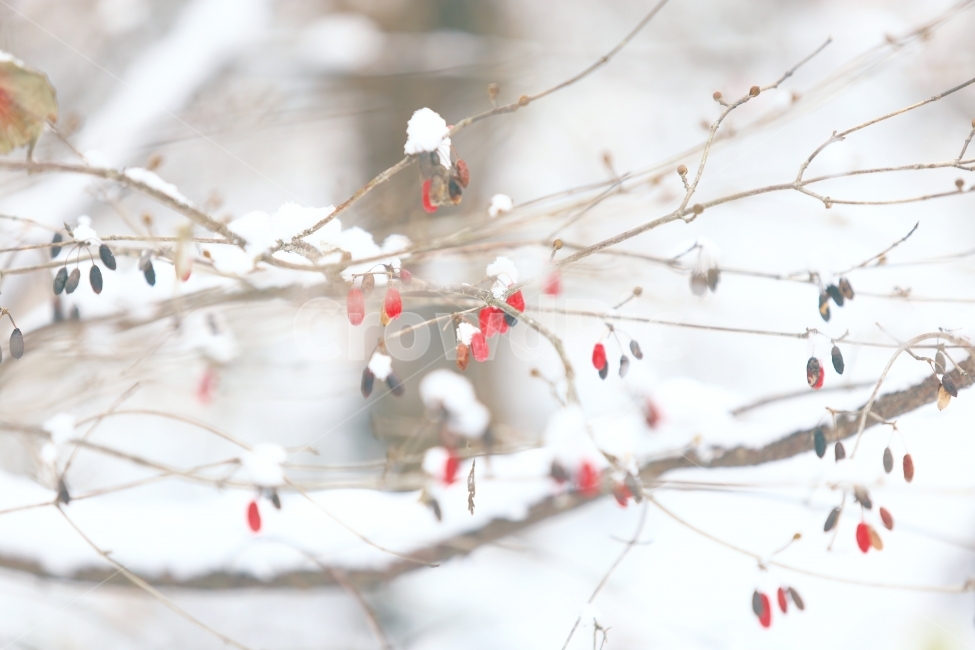 눈,나무,겨울,자연,열매,꽃,snow,winter,날씨,산,겨울,계절,winter,season,식물,자연,plants,nature,과일,열매,fruit