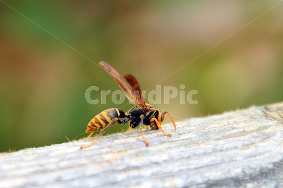 말벌,벌,곤충,벌침,벌레,bug,야생벌,잡사,나무기둥,동물,animal,곤충,벌레,insect,bug