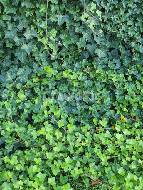 plant,식물,덩굴,넝쿨,넝쿨식물,덩굴식물,vine,벽,초록,green,엉키다,녹색,실록,담쟁이,색상,색감,싱싱한,신선한,자연,nautre,담장,나뭇잎,공원,야외,풍성한,배경,백그라운드,background,식물,자연,plants,nature