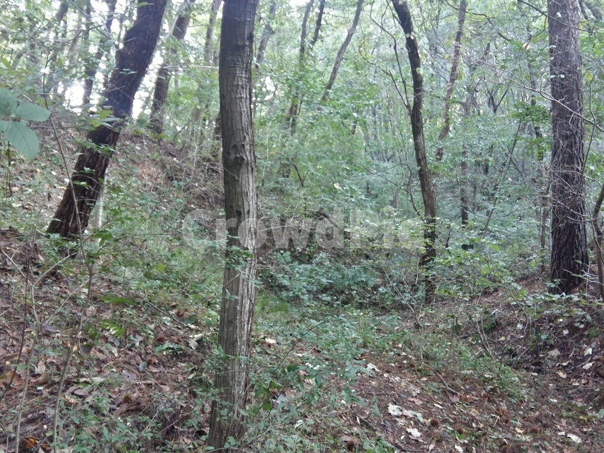 나무,자연,숲,파릇함,초록,자연,풍경,nature,landscape,vegetation,초목,plant,식물,outdoors,옥외,woodland,삼림지,forest,tree,land,땅,grove,작은 숲,ground,바닥