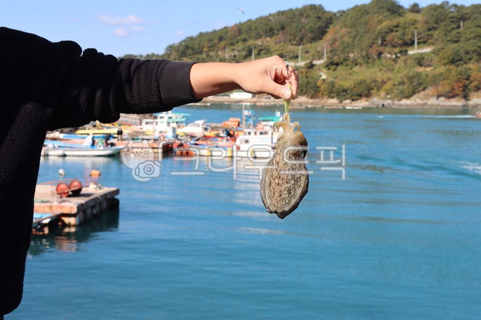 cuttlefish,ocean,Taken by myself,Cuttlefish fishing,fishing