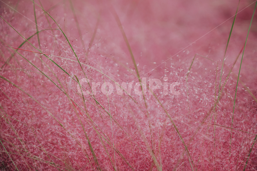 가을,식물,자연,분홍,핑크,핑크뮬리,가을,계절,fall,autumn,season,식물,자연,plants,nature