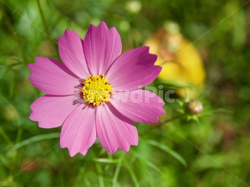 코스모스,꽃,자연,가을,녹색,분홍,식물,야생화,꽃잎,cosmos,flower,nature,autumn,green,pink,plant,wildflower,peta,가을,계절,fall,autumn,season,식물,자연,plants,nature,꽃,flower