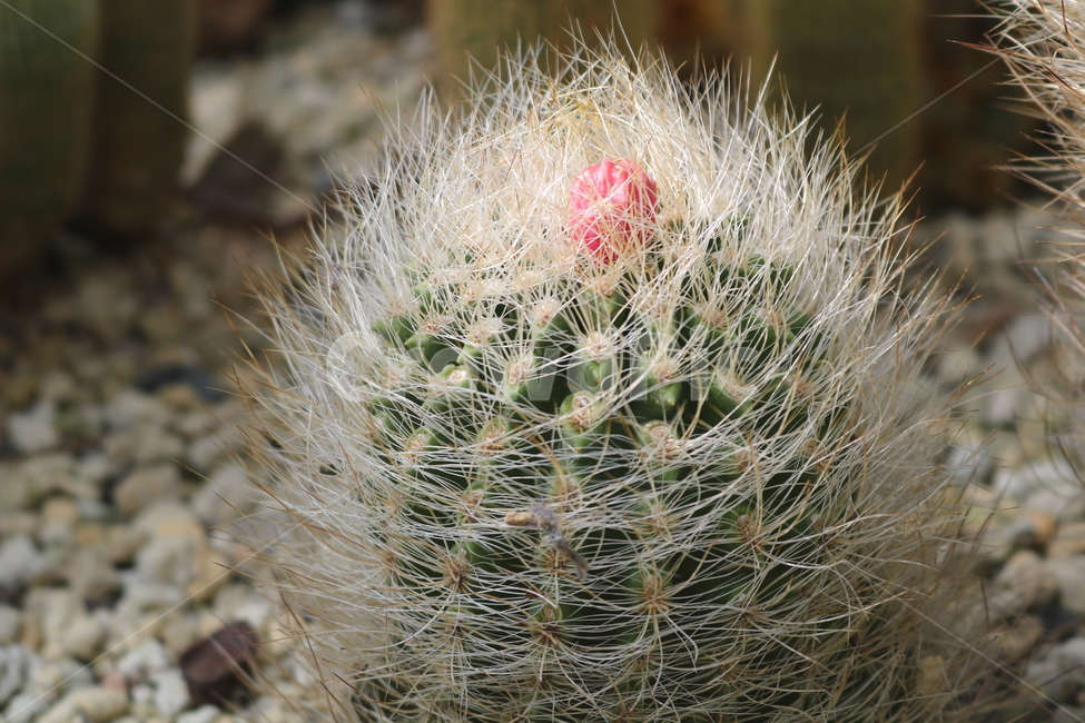 선인장,마밀라리아,식물,자연,가시,식물,자연,plants,nature