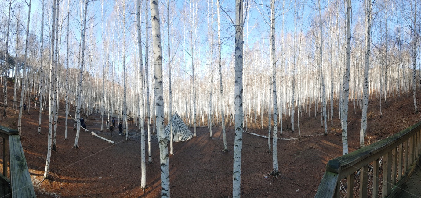 자작나무,자작나무숲,tree,식물,birch