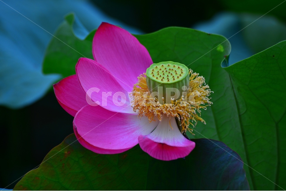 flower,blossom,꽃,petal,꽃잎,plant,식물,부여,궁남지,연꽃축제,수련,연꽃,홍연