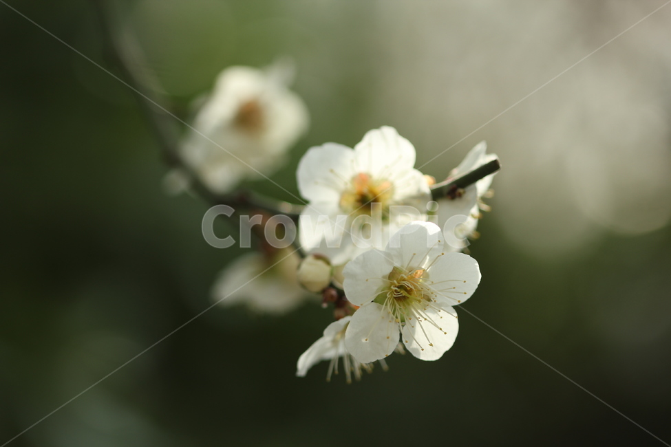 꽃,봄,매화,초록,flower,spring,green,blossom,봄,계절,spring,season,식물,자연,plants,nature,꽃,flower,plant