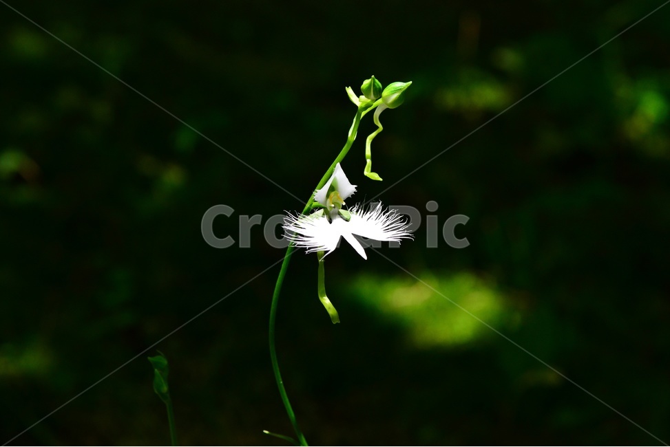 plant,식물,blossom,flower,꽃,난초과,관상용,하얀색,해오라비난초,해오라비난초꽃,야생화,다년생