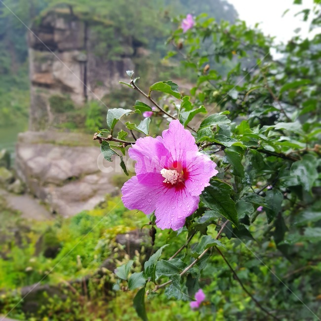 flower,철원,무궁화,blossom,꽃,식물,자연,plants,nature,꽃,flower