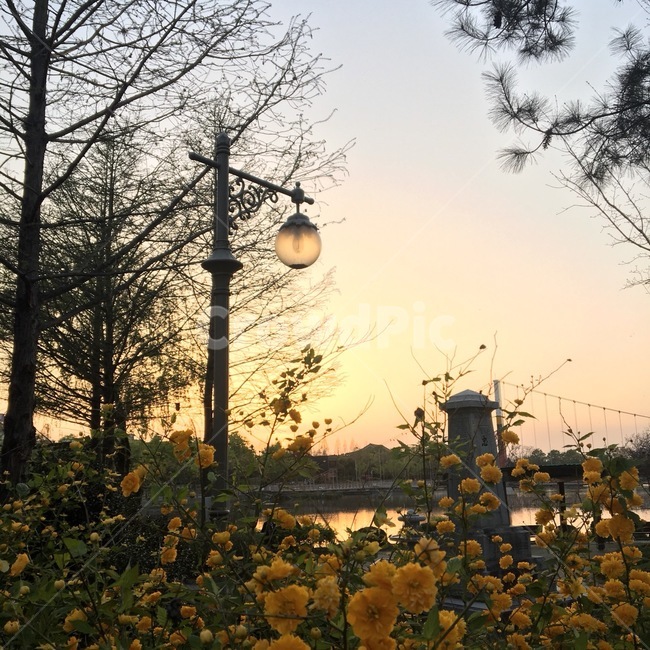 저녁,노을,꽃,가로등,나무,풍경,감성사진