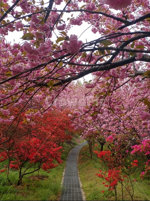 전주,겹벚꽃,공원,꽃,풍경,봄