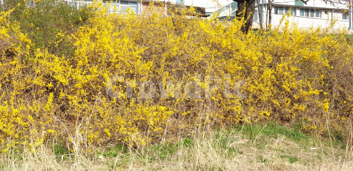 개나리,봄꽃,만개,노란꽃,꽃,식물,자연,plants,nature,꽃,flower