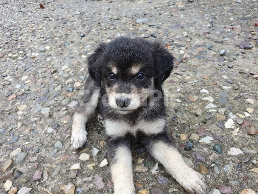 animal,동물,pet,애완동물,개,dog,강아지,검정색,동물,animal,포유류,mammal,개,강아지,dog,doggy