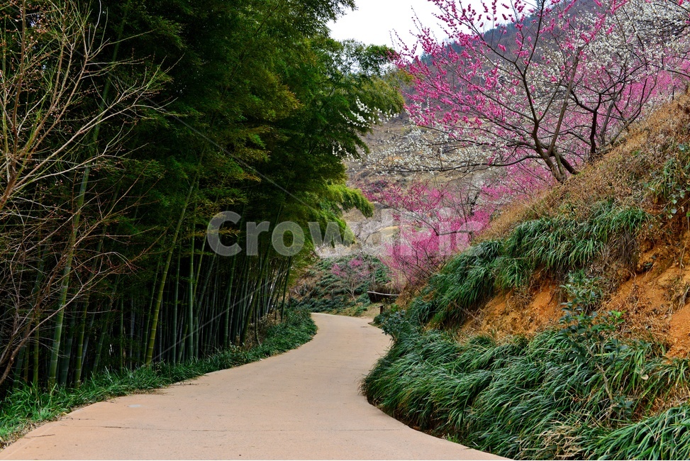 광양,매화마을,다압매화마을,매화꽃,섬진강매화마을,봄,계절,outdoors,옥외,landscape,경치,nature,자연,scenery,풍경,대나무,빨간꽃,홍매화