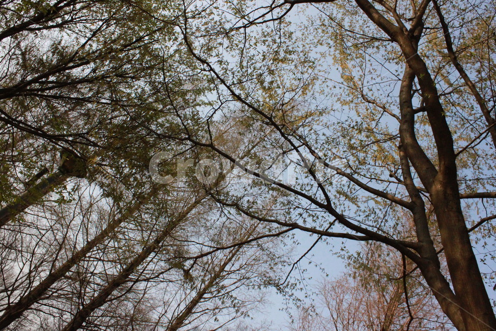 하늘,나무,풍경,봄,여름,sky,tree,view