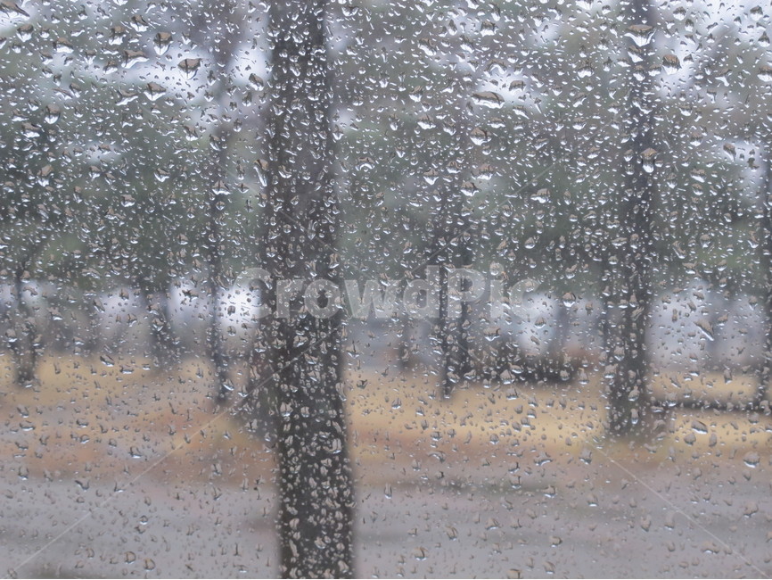 나무,tree,비,rain,유리창,window,자연,nature,빗방울,raindrop,배경화면,wallpaper,식물,plants,비,비오는날,rain,rainy