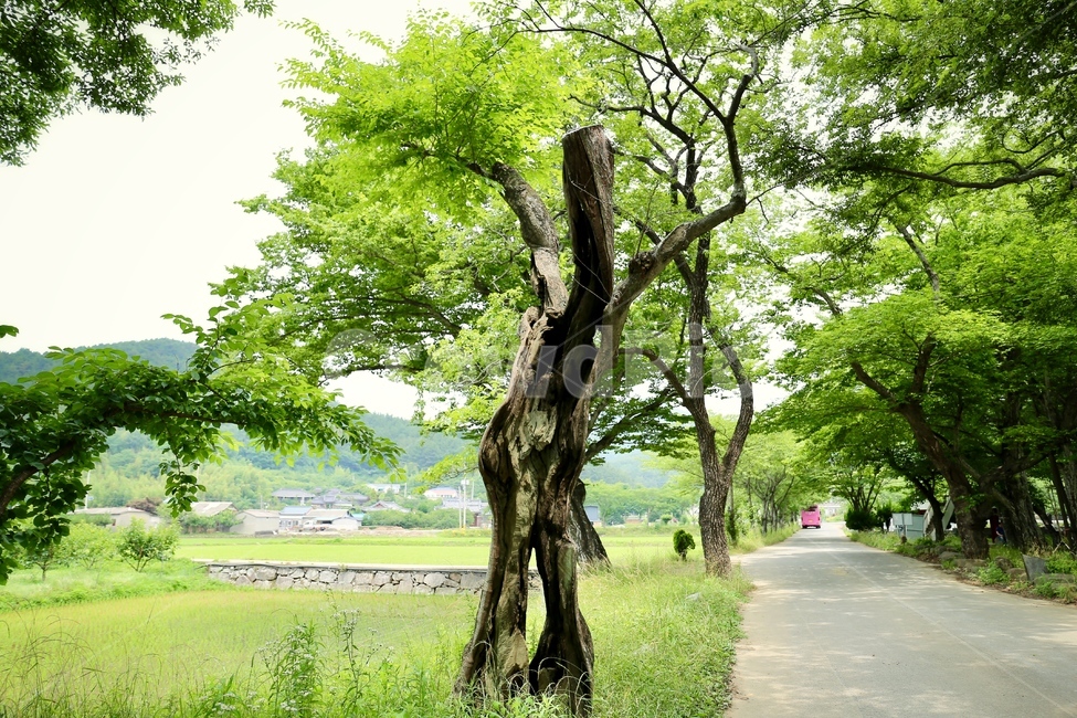 장산숲,작은숲,드라마촬영지,연꽃연못,고성장산숲