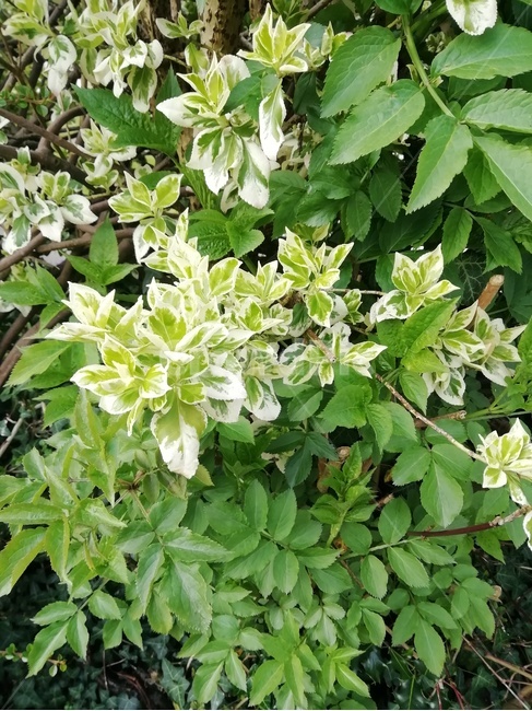 식물,plant,초목,봄,어린,잎,새잎,초록,green,leaf,young,spring