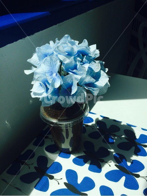소품,인테리어,식물,꽃,flower,파란색,감성