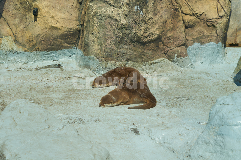 어린이대공원,동물원,동물,수달,자고있는,누워있는,귀여움,park,animal,공원,otter,zoo,동물,animal,포유류,mammal