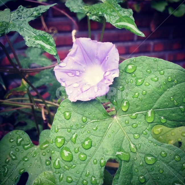 꽃,이슬,비,느낌,상쾌함