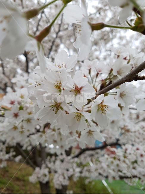 벚꽃,4월의꽃,봄의꽃,봄꽃,하얀벚꽃,flower,자연,nature,봄,계절,spring,season,식물,자연,plants,nature,꽃,flower,감성,sensible,feeling,plant,blossom,cherry blossom