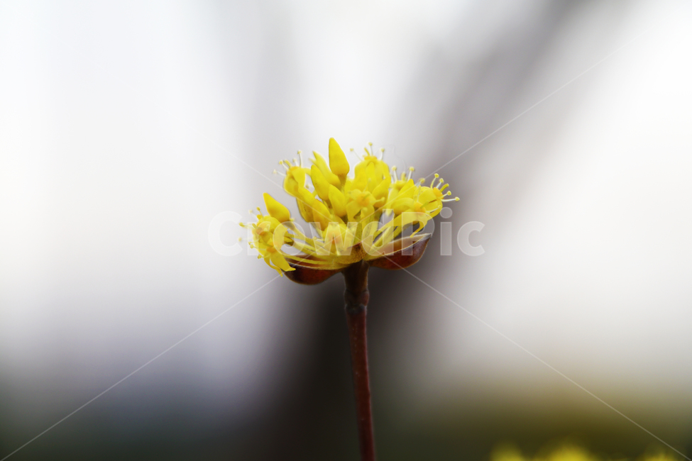 꽃,나무,노란꽃,노랑꽃,산수유,꽃나무,식물,자연,plants,nature,꽃,flower