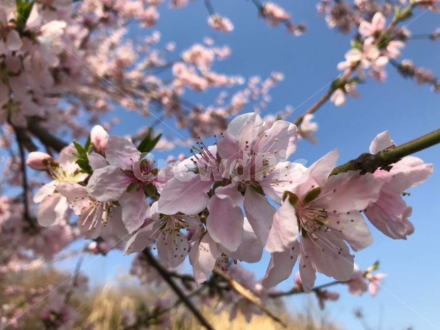 봄,벚꽃,꽃,사쿠라,spring,flower,season,cherry,pink,blossom,nature,blooming,branch,beautiful,sky,sakura,garden,tree,blue,하늘,자연,봄꽃,파랑,파란하늘,분홍