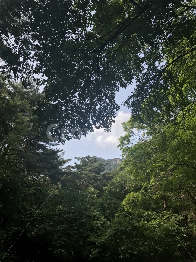 여름,나무,풍경,숲,하늘,자연,풍경,nature,landscape,여름,계절,summer,season,plant,식물,tree,vegetation,초목