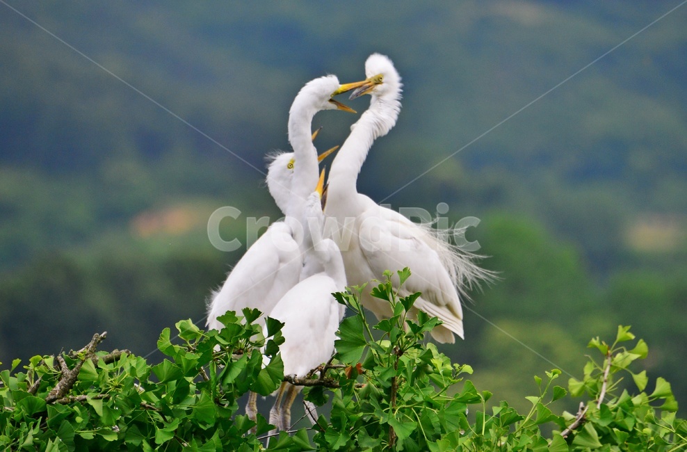 animal,동물,bird,새,egret,백로,백로육추,육추,waterfowl,물새,stork,황새,동물,animal,조류,새,birds