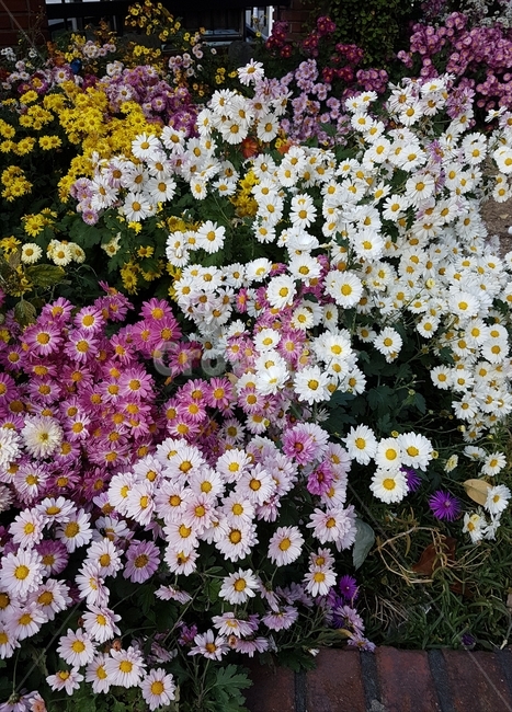 국화,꽃,자연,플라워,식물,flower,nature