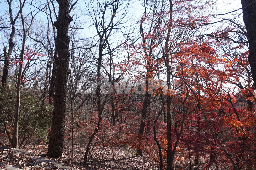 tree,나무,가을,단풍,식물,가을,계절,fall,autumn,season,자연,풍경,nature,landscape,plant,tree trunk,나무 줄기