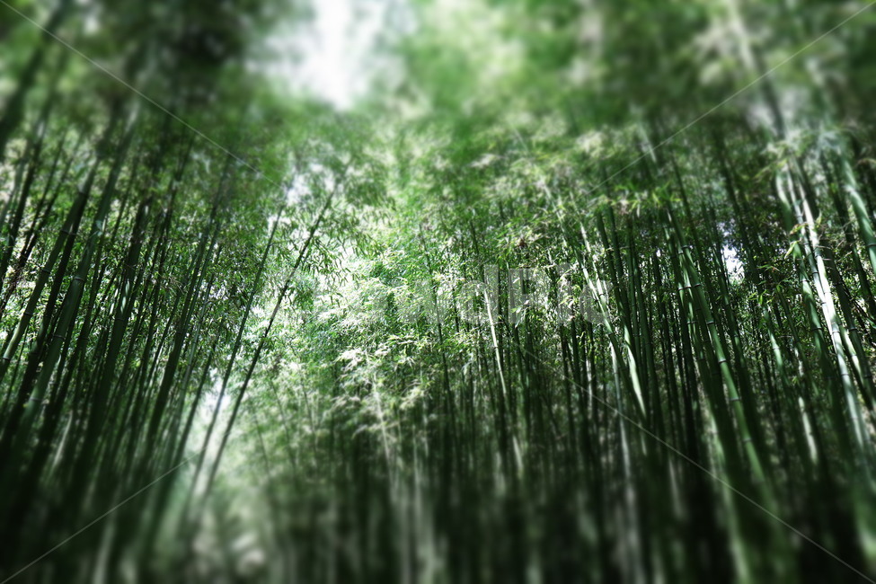 plant,식물,가을,대나무,자연,자연,풍경,nature,landscape