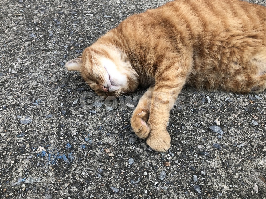 고양이,길고양이,고양이발,고양이손,귀여운,동물,animal,포유류,mammal,고양이,cat,kitten,kitty