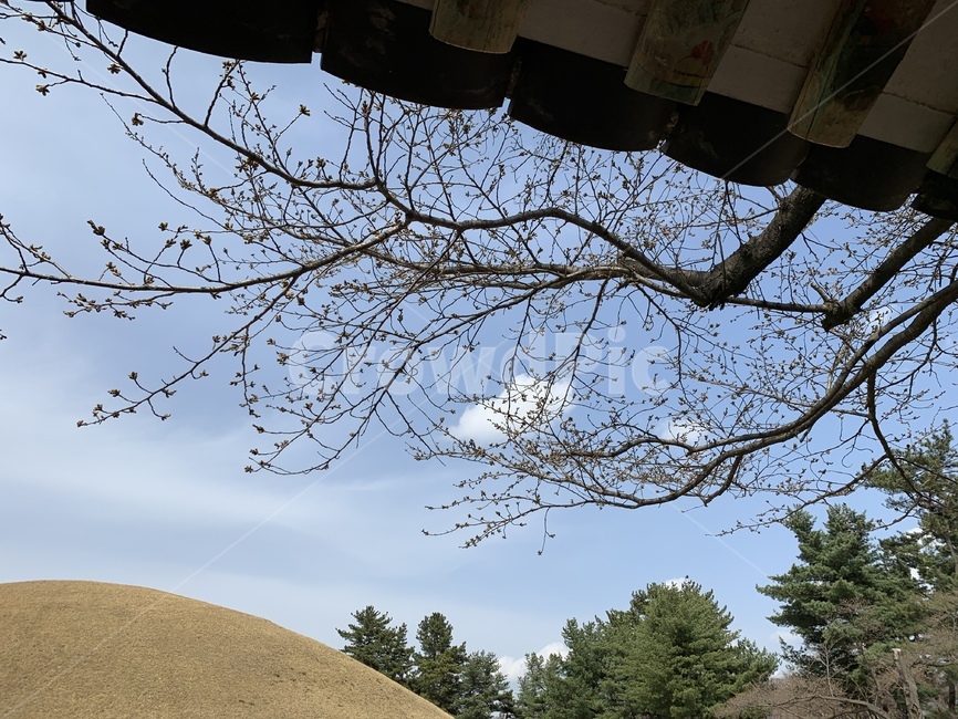 처마,나뭇가지,하늘,자연,한옥,자연,풍경,nature,landscape,grassland,목초지,field,들,outdoors,옥외