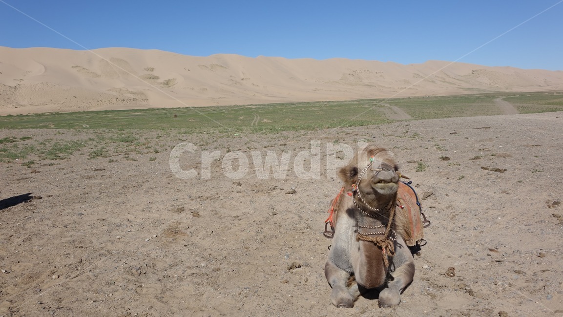 자연,모래,모래언덕,낙타,camel,sand,dune,nature