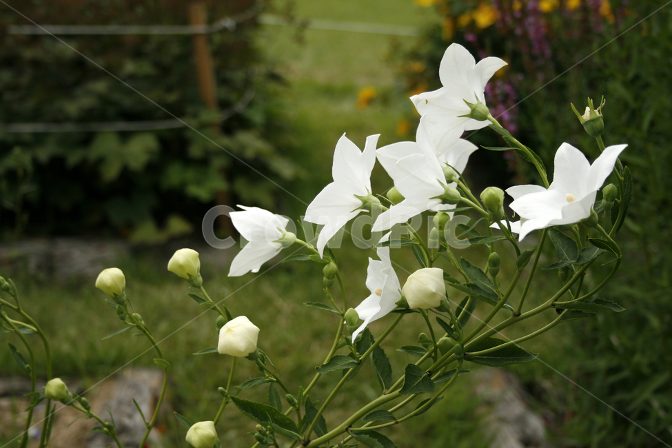 도라지꽃,식물,flower,plants,nature,꽃,꽃봉오리,꽃밭,식물,자연,plants,nature,꽃,flower